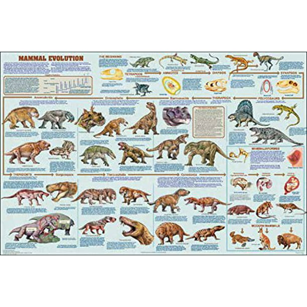 Sauropods Dinosauer Laminated Educational Science Classroom Chart Poster 24x36